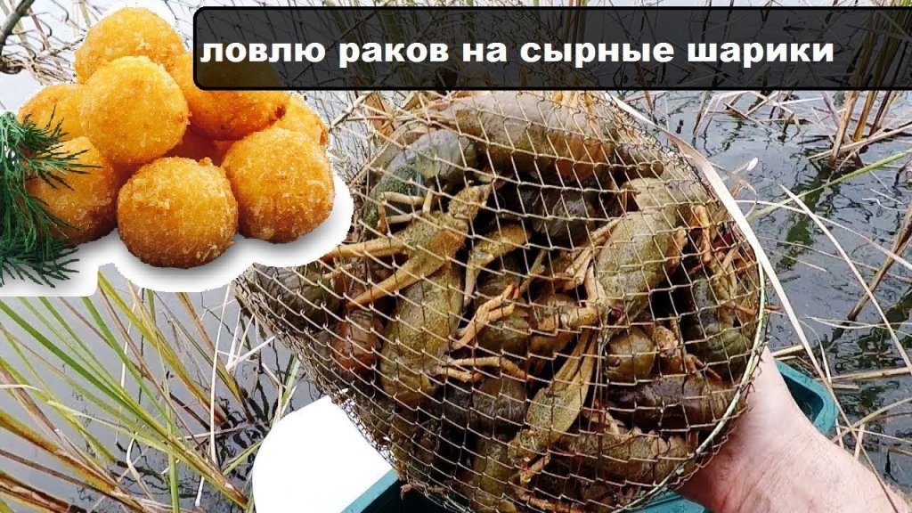 Раколовки битком на сырные шарики. Неожиданный результат Раколовки битком на сырные шарики. Неожиданный результат