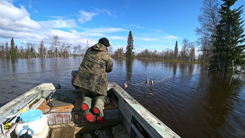 Рыбалка на сети в затопленном лесу. Нашли ход рыбы. Рыбалка на сети в затопленном лесу. Нашли ход рыбы.