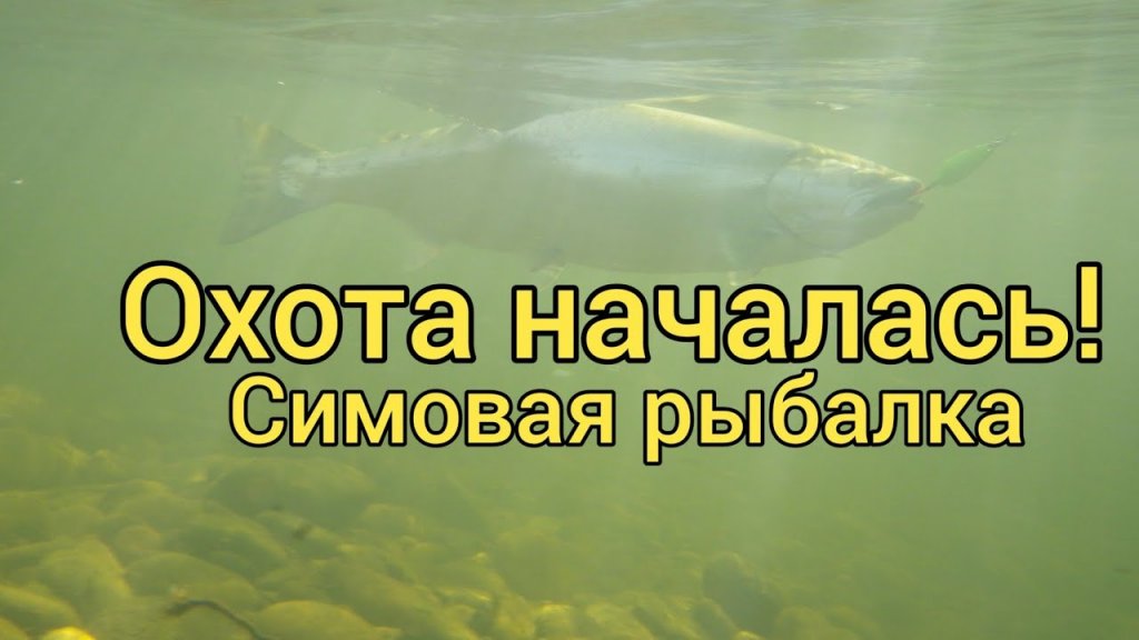 Охота началась! Симовая рыбалка.Вишневый лосось Сахалина. Сахалинская рыбалка & Sakhalin fishing