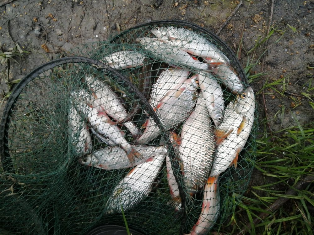 Приснился сон поймал рыбу. Улов на озере. Улов в озере силикатное. Приснилась рыба в сетях. Рыбалка в Новосибирской области вести с водоемов.