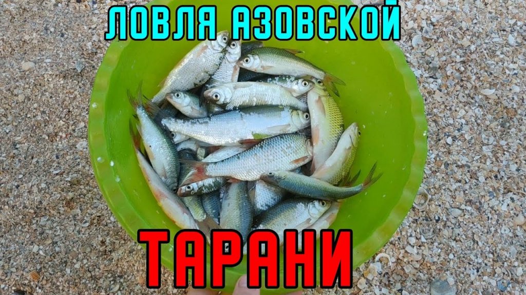 Рыбалка на Должанской косе. Ловим тарань в Азовском море