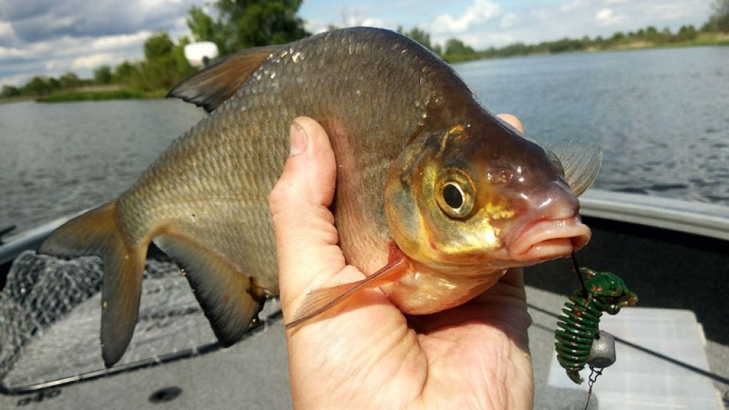 Как быстро найти рыбу на большой реке