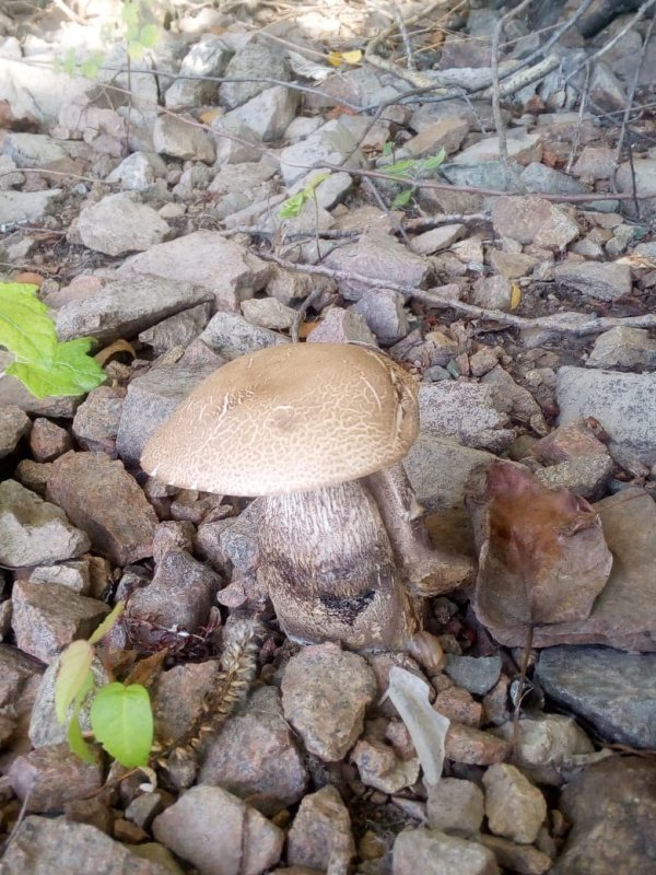 И на камнях растут грибы.