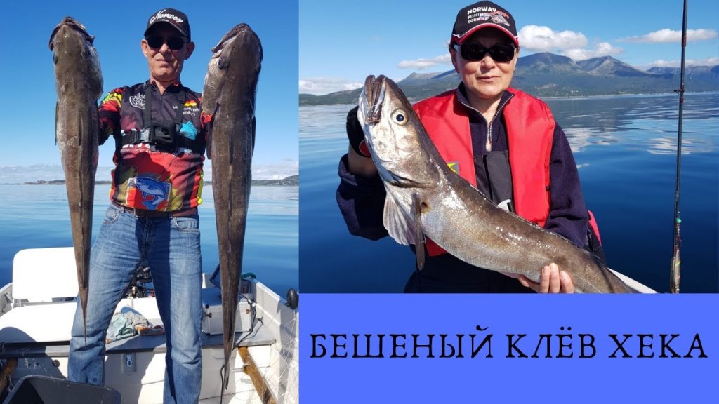 Бешеный клёв хека, а рыбу девать то некуда Бешеный клёв хека, а рыбу девать то некуда