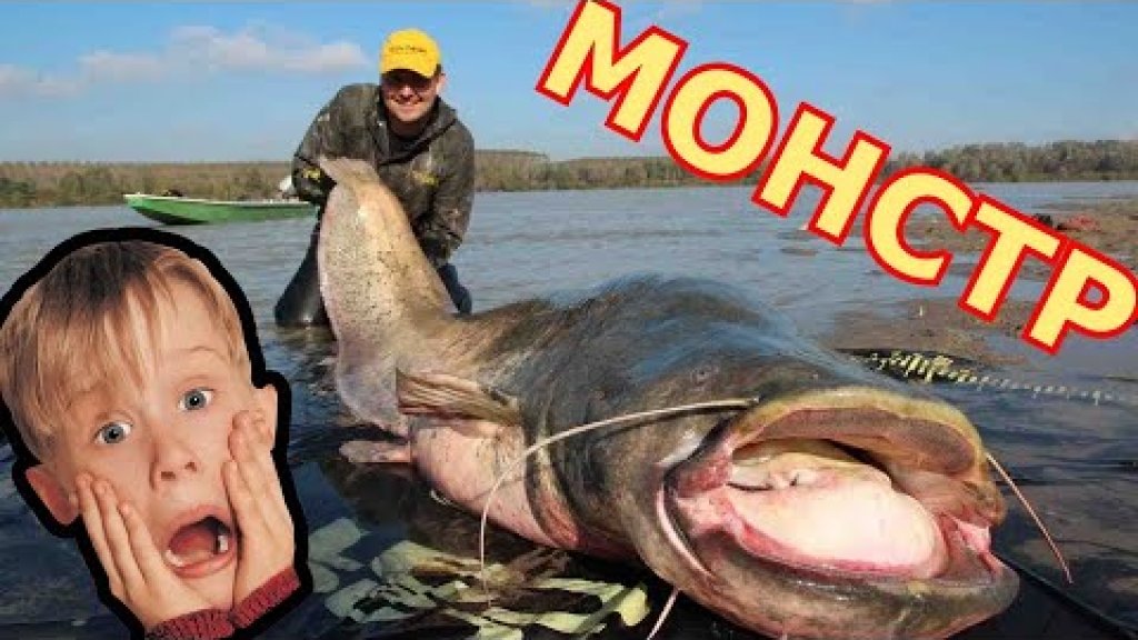 Сомы мутанты | Самые большие сомы в мире. Big fishing