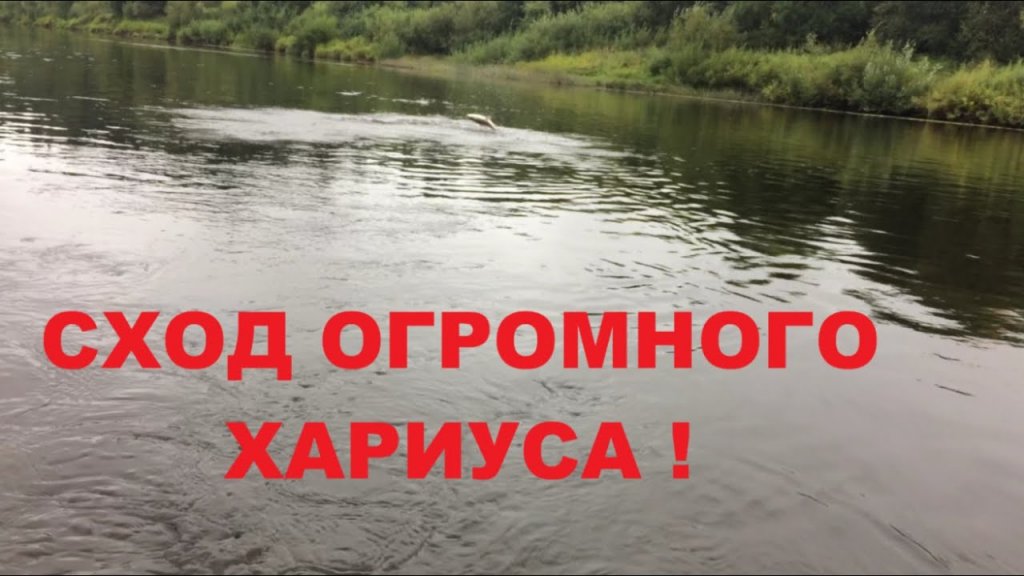 Сход огромного хариуса