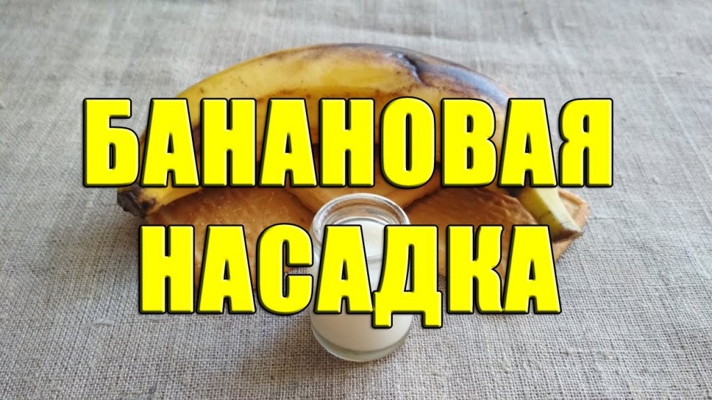 Банановая насадка. Уловистая насадка из банана. Банановое тесто для ловли карпа и карася Банановая насадка. Уловистая насадка из банана. Банановое тесто для ловли карпа и карася