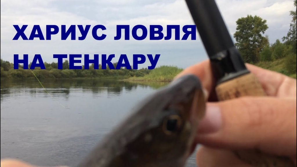 Хариус ловля на тенкару