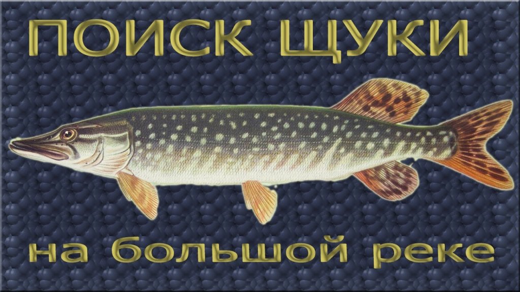 Поиск щуки на большой реке, или как найти активного хищника?