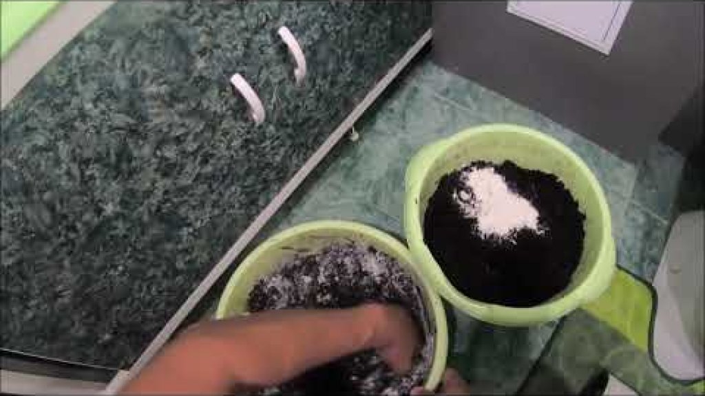 Разведение червей в квартире breeding worms in an apartment