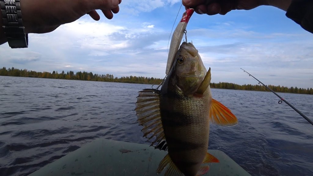 Осенняя рыбалка на щуку. Старая проверенная приманка. Рыбалка на озере. Крупные горбачи.