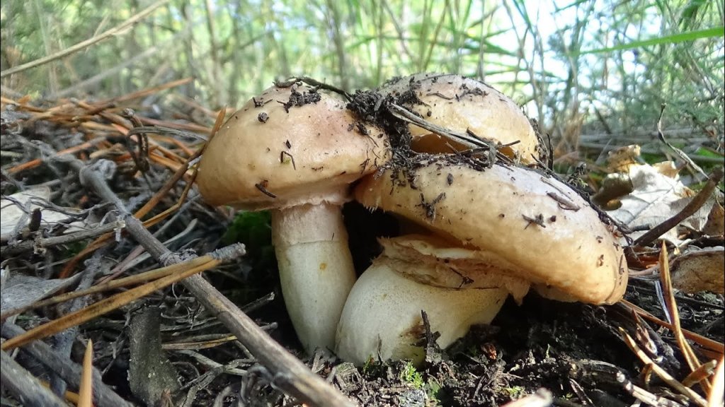 За грибами 2020 Где собирать грибы