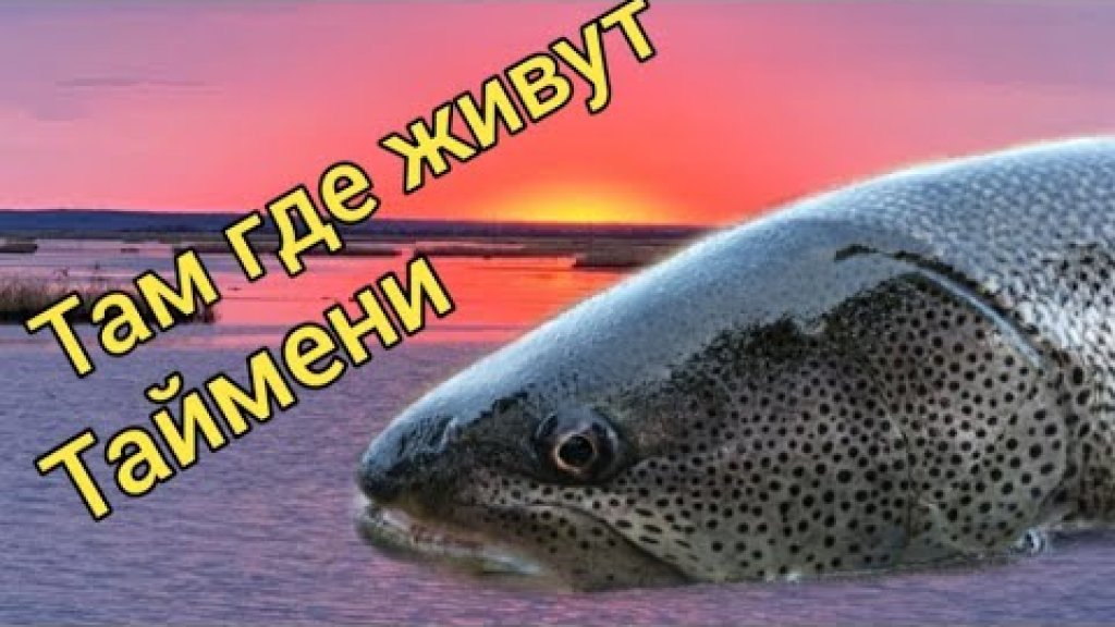 Там, где живут Таймени. Осень 2020. Подводная съемка. Сахалинская рыбалка & Sakhalin fishing9