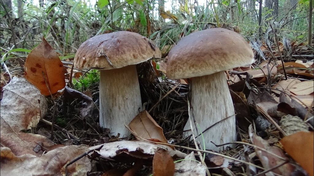Как найти грибы в лесу  Секреты сбора грибов