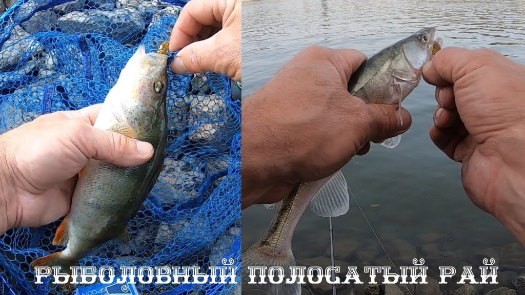 Рыбаловный полосатый рай. Поклёвки на каждом забросе. Окунь, наносудак. Рыбаловный полосатый рай. Поклёвки на каждом забросе. Окунь, наносудак.