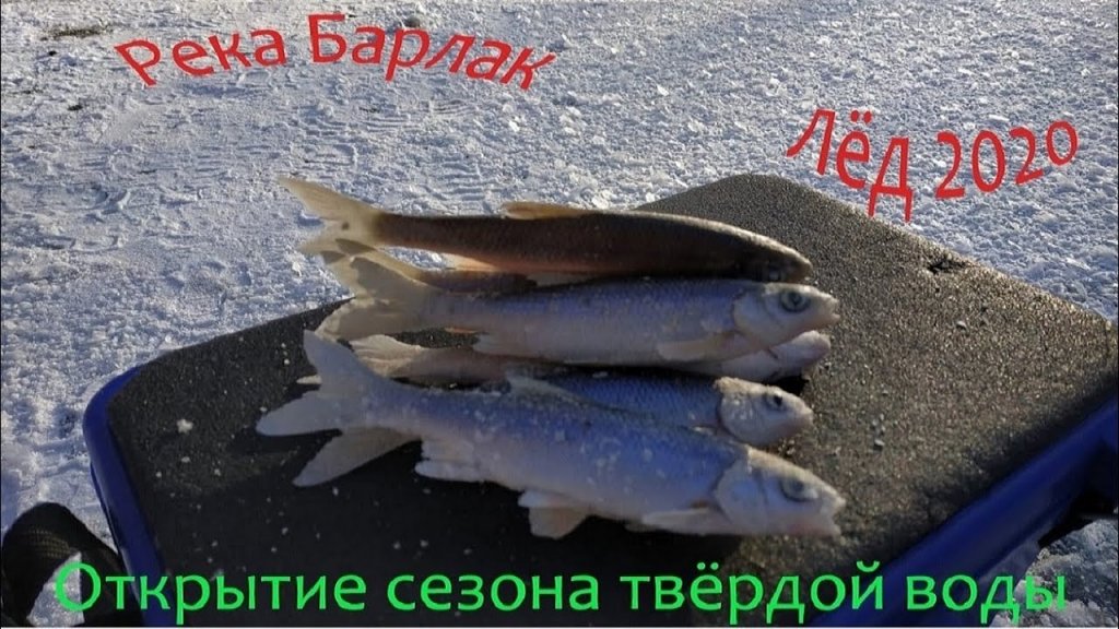 Открытие сезона твердой воды на реке Барлак, Плотва на мормышку