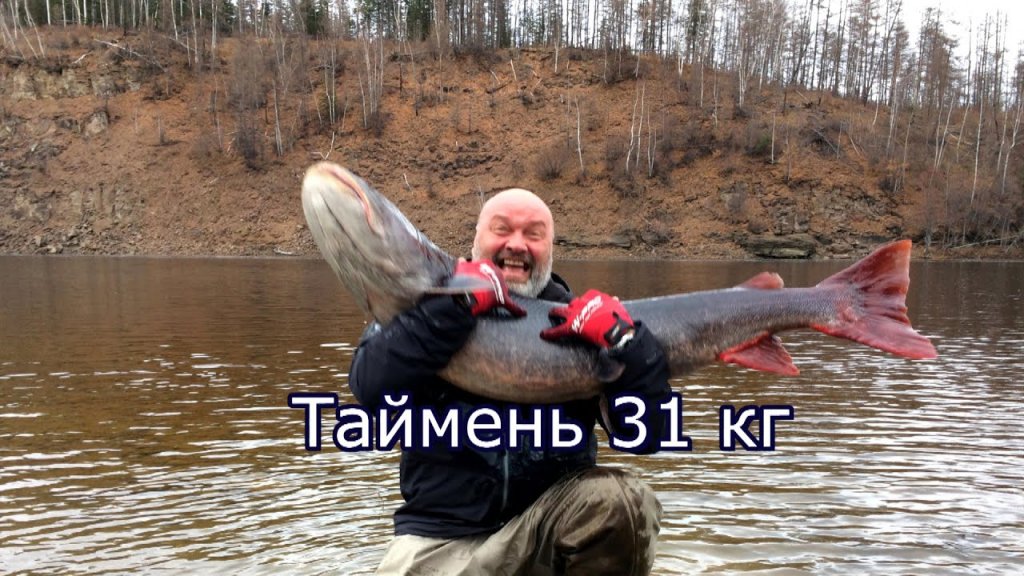 Таймень 31 кг. Первые два дня экспедиции за тайменем Таймень 31 кг. Первые два дня экспедиции за тайменем