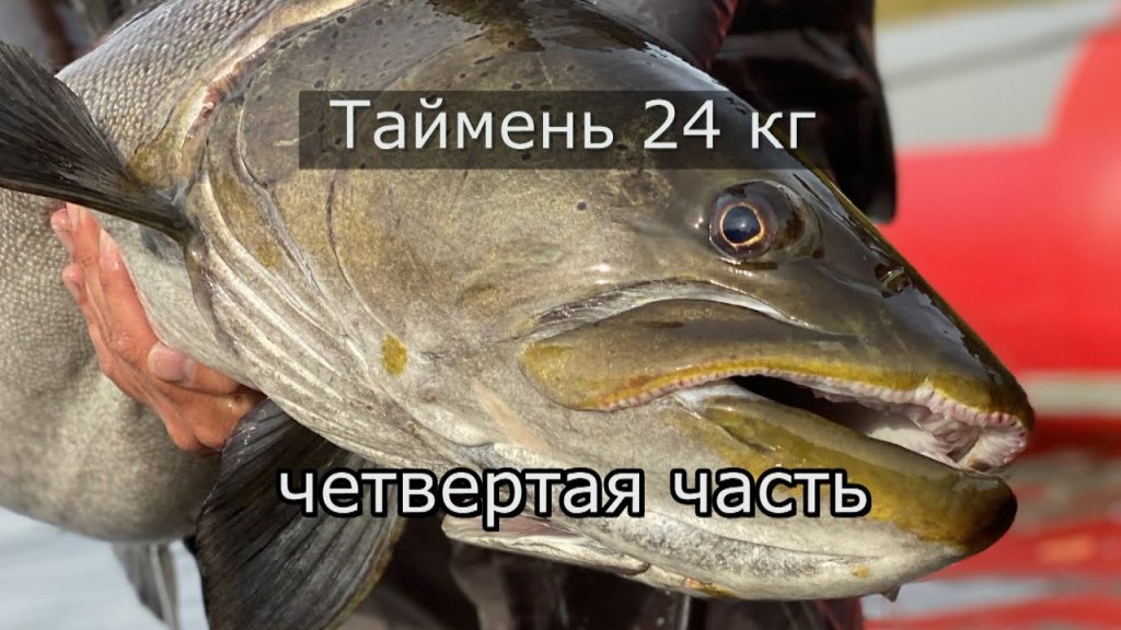 Дикие таймени Станового хребта (четвёртая часть) Таймень 24кг Дикие таймени Станового хребта (четвёртая часть) Таймень 24кг