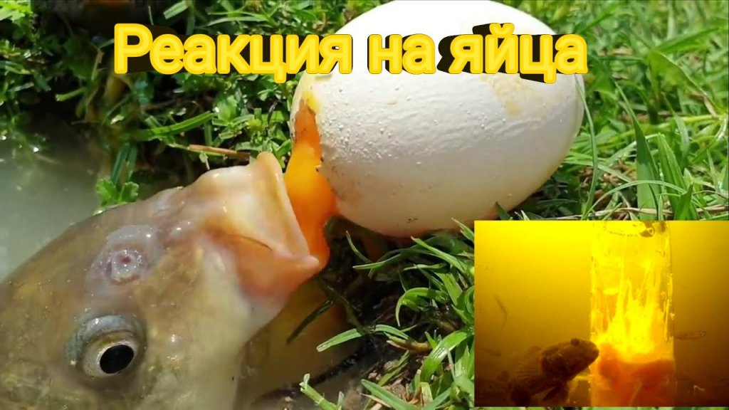 Реакция рыбы на сырые яйца fish reaction raw eggs!"