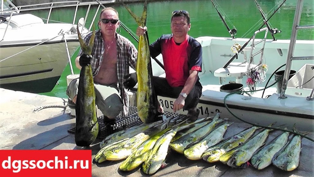 Рыбалка в Мексике. Декабрь. Дорадо. Рыбалка в Мексике. Декабрь. Дорадо.