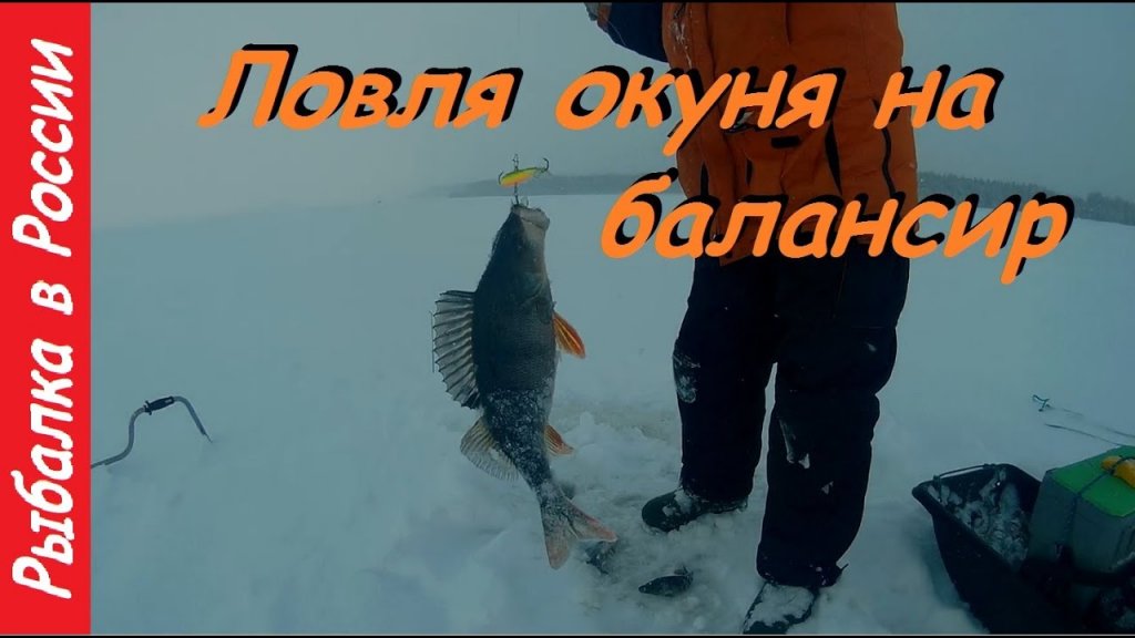 ловля огромных окуней зимой 2020 на 2021