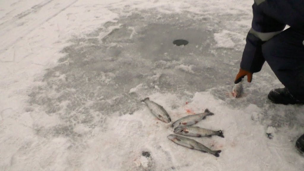 Рыбалка в Алматы зимой, форель и общение с рыбаками, как зимует кувшинка Лотоса