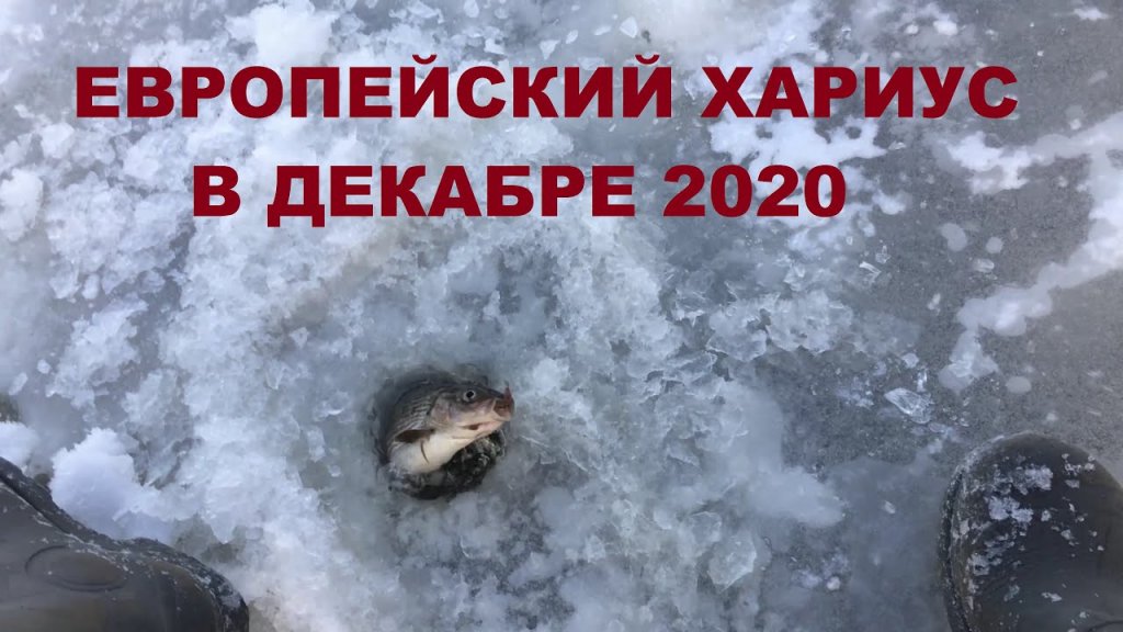 Европейский хариус на блесну в декабре 2020