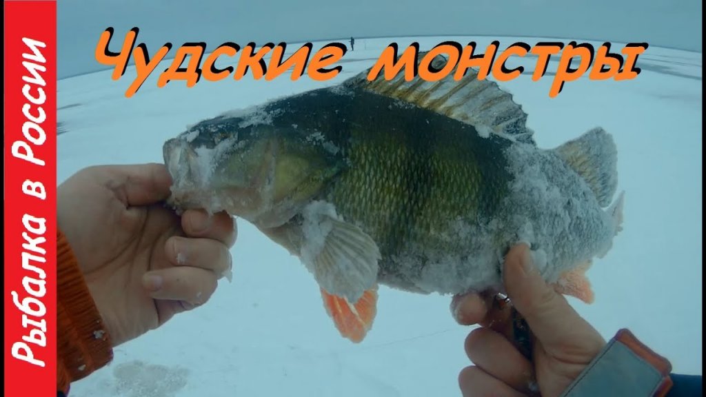 Килограммовый окунь на блесну. Рыбалка на Чудском озере Килограммовый окунь на блесну. Рыбалка на Чудском озере