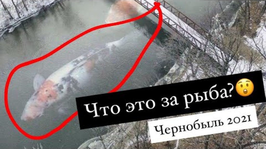 Засекли рыбу в реке Припять. Припять 2021