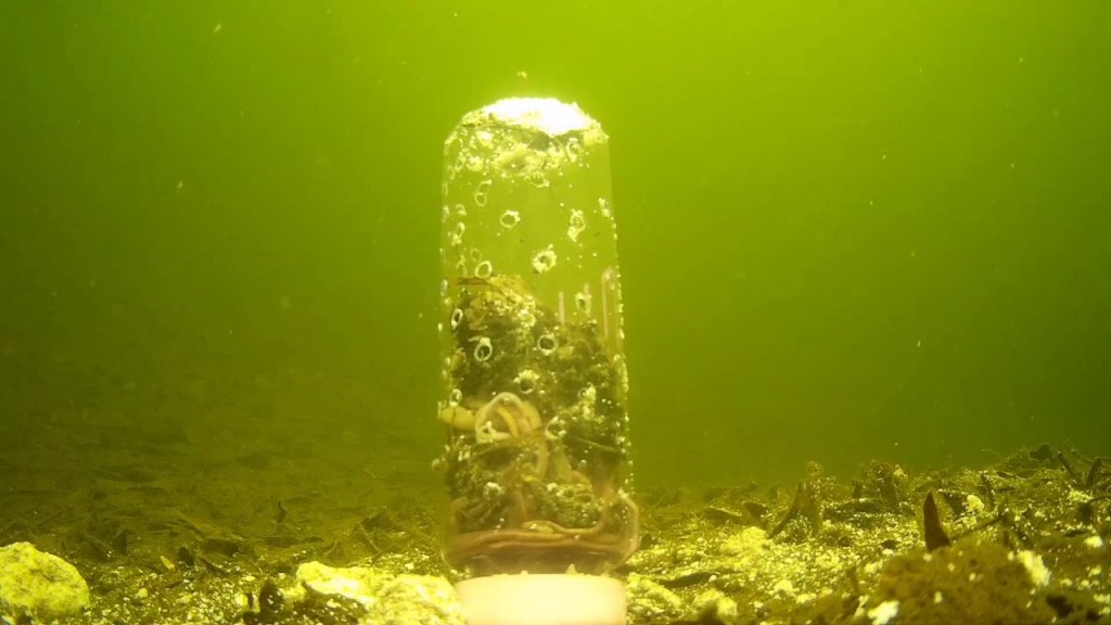 подводная съёмка без Рыбы