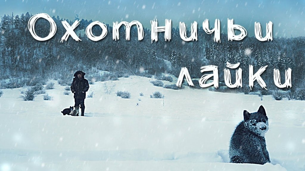 Охотничьи лайки Якутии. Заводчик Иванов Дмитрий Олегович. Охотничьи лайки Якутии. Заводчик Иванов Дмитрий Олегович.