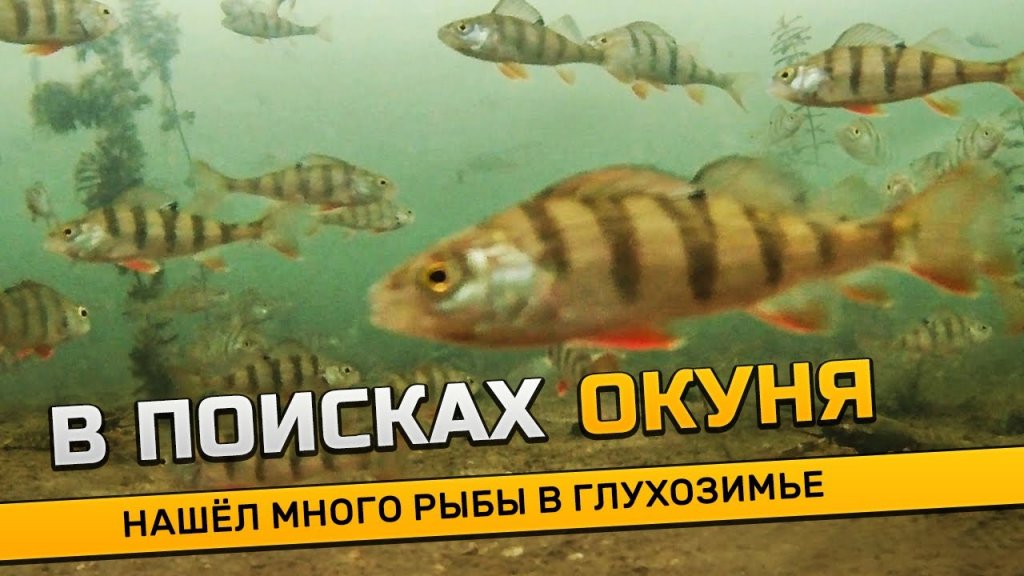 Поиск окуня в глухозимье! Реакция рыбы на камеру. Подводная съемка, узнал где раки зимуют... Поиск окуня в глухозимье! Реакция рыбы на камеру. Подводная съемка, узнал где раки зимуют...