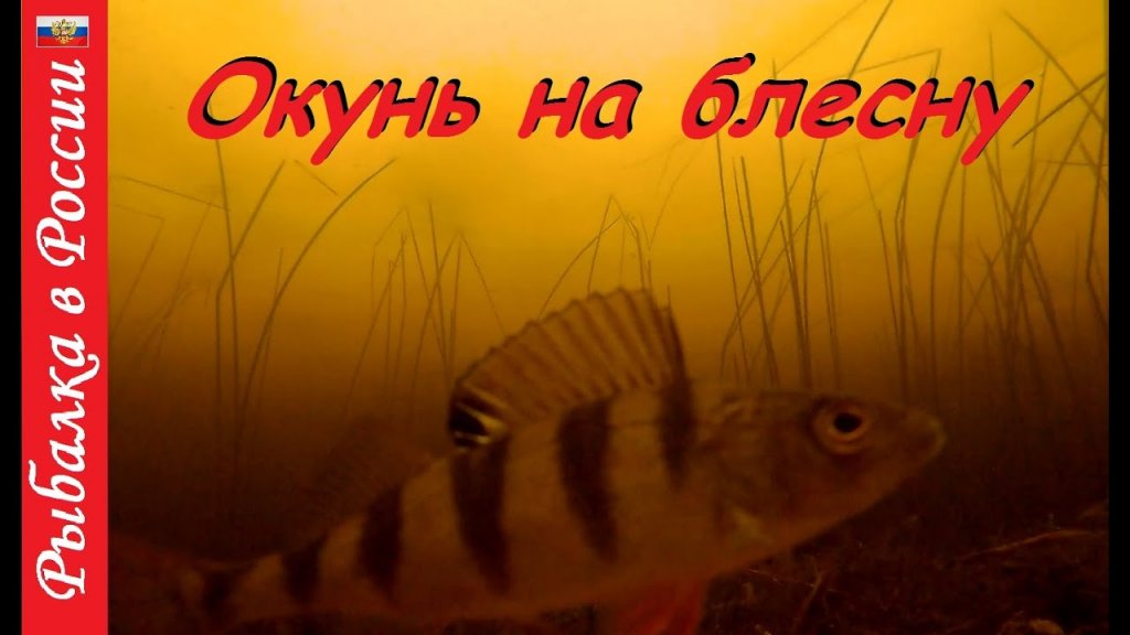 Подводные съёмки Ловля спортивного окуня на блесну. Подводные съёмки Ловля спортивного окуня на блесну.