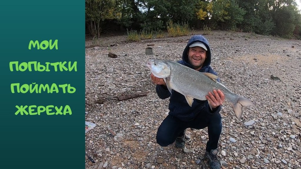 Мои попытки поймать жереха. Мои попытки поймать жереха.