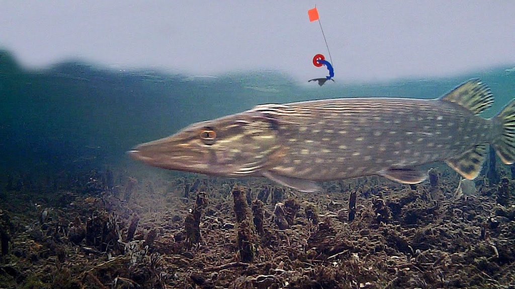 Рыбалка на жерлицы с подводными камерами