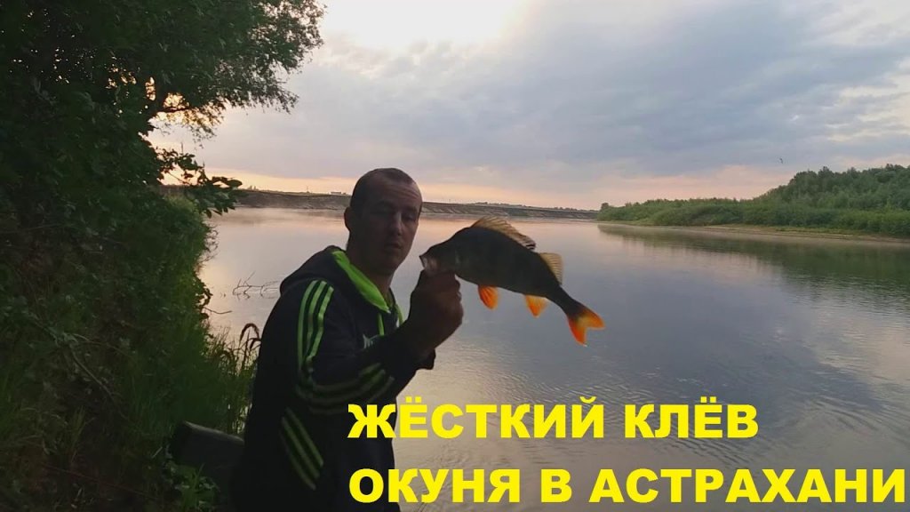 Жёсткий клёв  окуня!