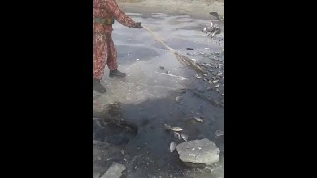 Спасаем рыбу от замора в Астрахани!!! Спасаем рыбу от замора в Астрахани!!!