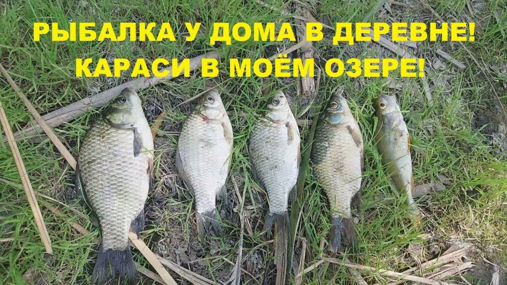 Рыбалка на поплавок на карася у дома! Рыбалка на поплавок на карася у дома!
