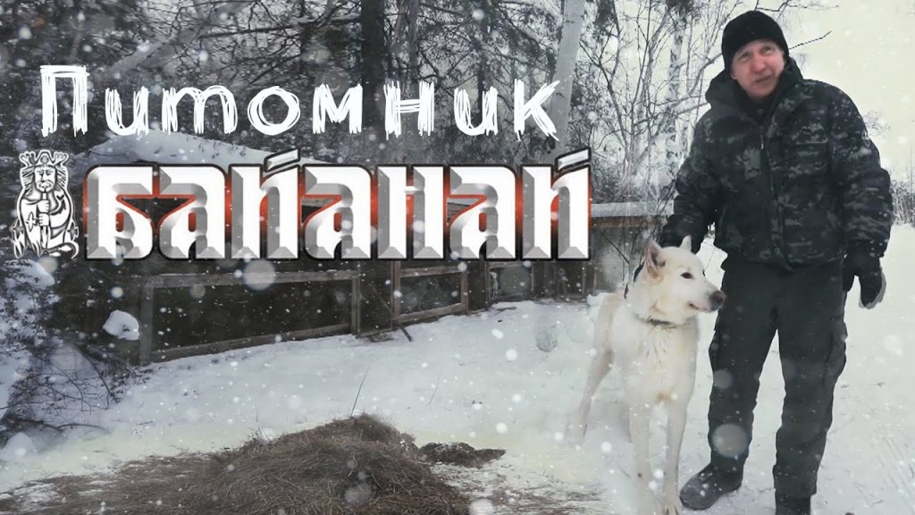 Питомник охотничьих лаек "Байанай". Питомник охотничьих лаек "Байанай".