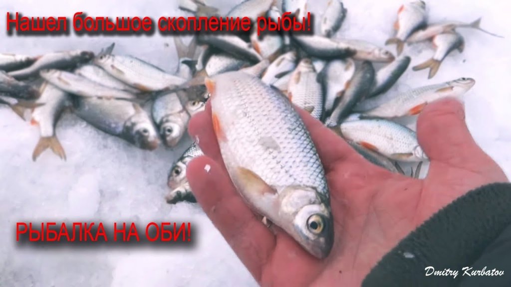 Нашел большое скопление рыбы! РЫБАЛКА НА ОБИ! Подводные съемки. Нашел большое скопление рыбы! РЫБАЛКА НА ОБИ! Подводные съемки.
