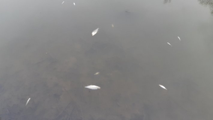 На реке Тула произошел очередной замор рыбы