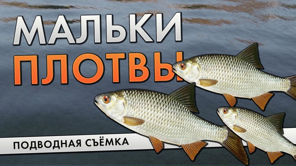 Кормлю мальков возле берега. Подводная съёмка Кормлю мальков возле берега. Подводная съёмка