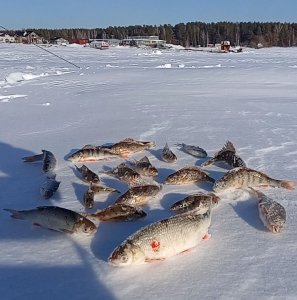 Улов новосибирск. Плотвиная погода зимой. Разрешено ли рыбачить зимой в аванпорту. День морозный Рыбак серьезный текст мормышка.