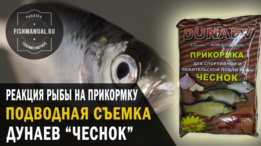 Реакция рыбы на прикормку Дунаев "Чеснок" зимой. Fish Reaction to Garlic Bait Underwater Video.