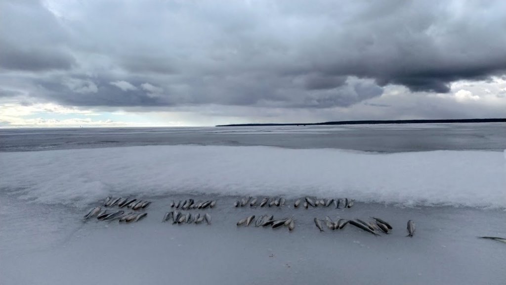 Рыбалка на корюшку в начале весны 2021. Финский залив