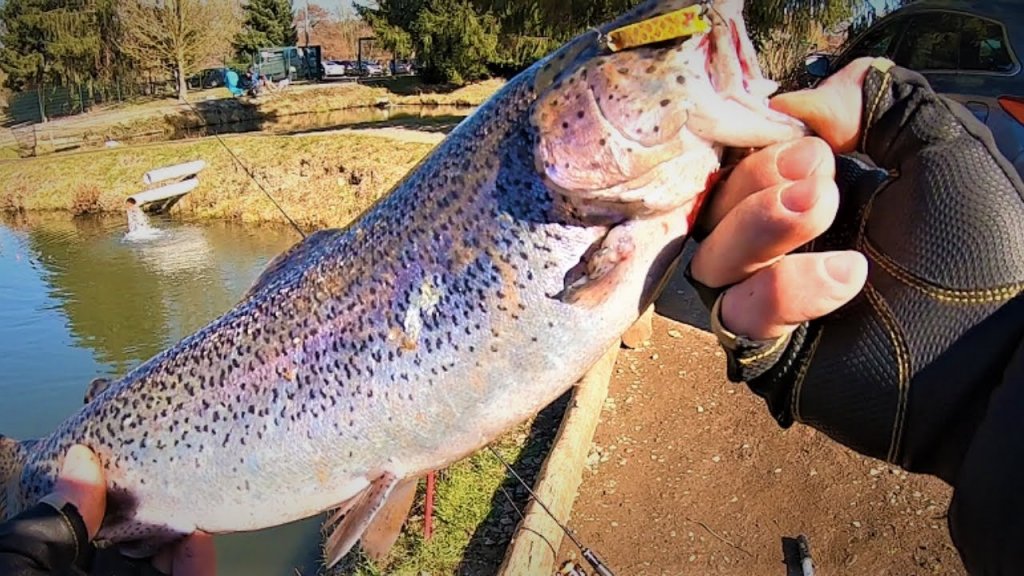 Короткий выезд на домашний водоём. Trout area.форелевая рыбалка. Короткий выезд на домашний водоём. Trout area.форелевая рыбалка.