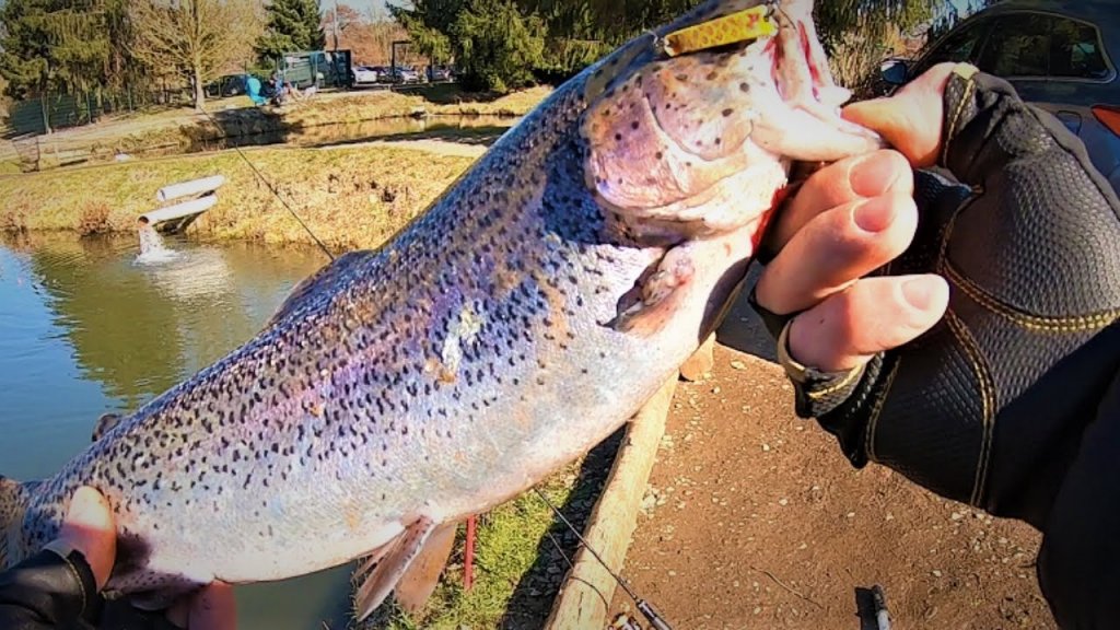 Короткий выезд на домашний водоём. Trout area.форелевая рыбалка.