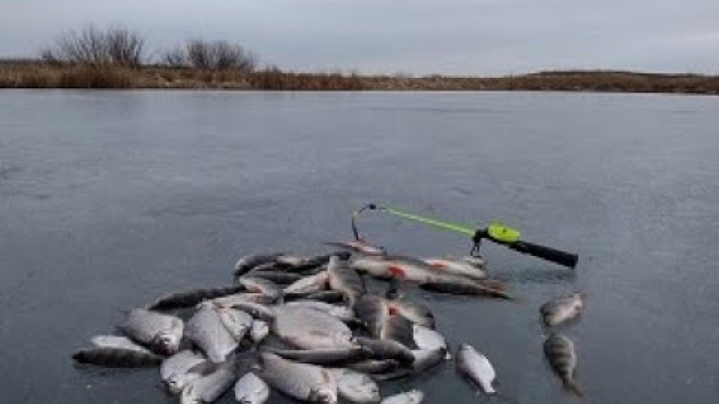 Ловля плотвы и окуня на мормышку и блесну