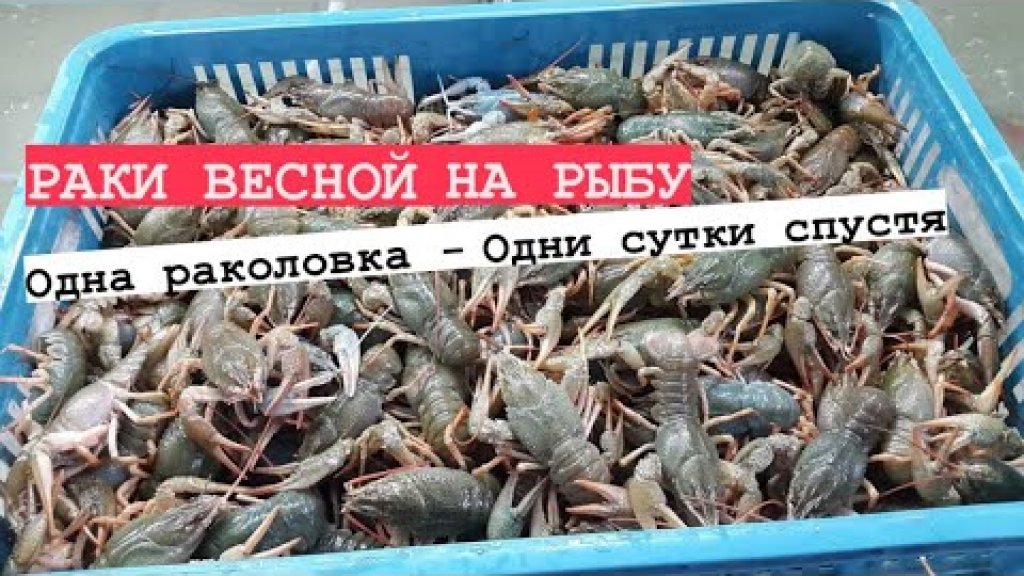Ловля раков. Ловля раков весна 2021 Ловля раков. Ловля раков весна 2021