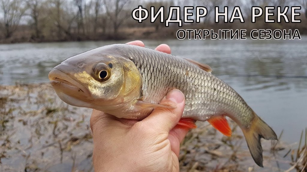 Рыбалка на фидер в дождь | открытие сезона на реке Рыбалка на фидер в дождь | открытие сезона на реке